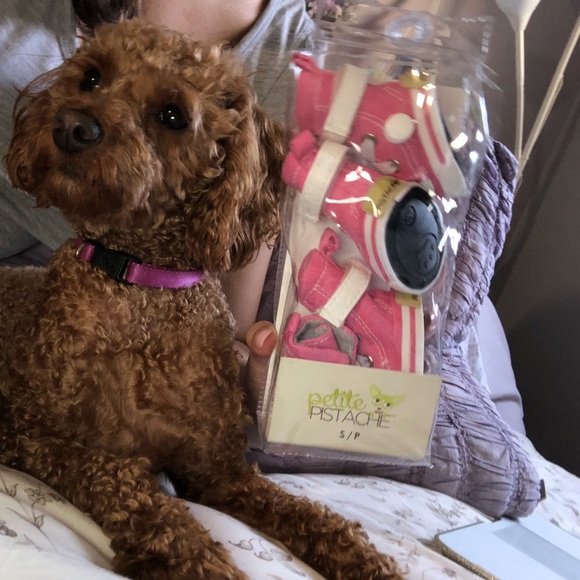 Pink converse for small doggies - Picture 2 of 7